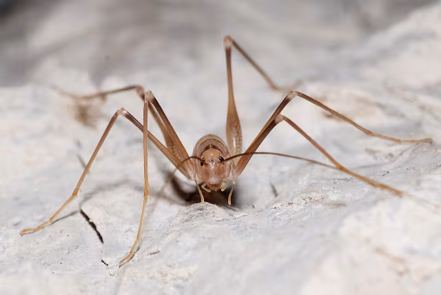 Dolichopoda azami