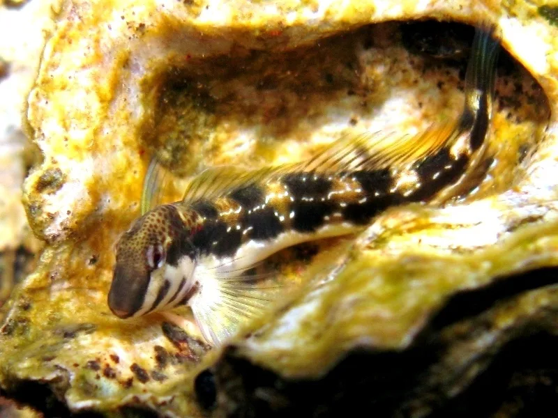 Bavosa adriatica