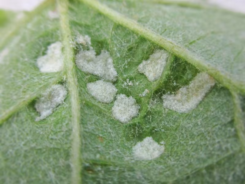 Grape Erineum Mite