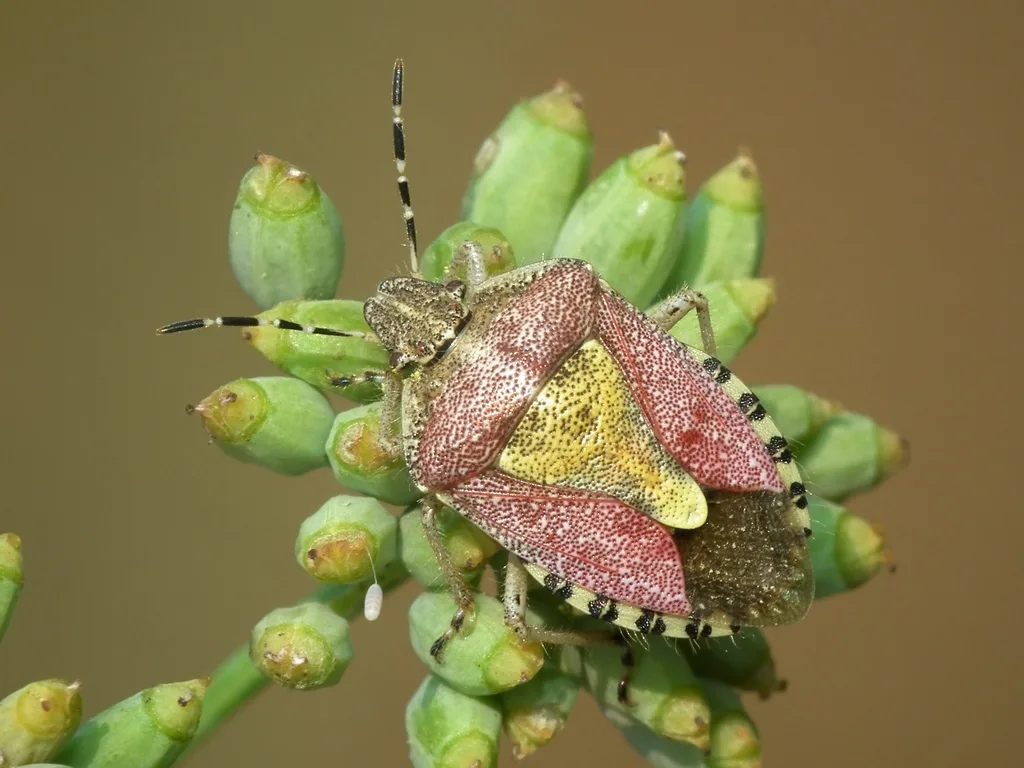 Cimice delle bacche
