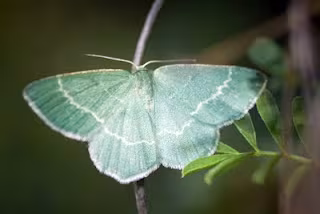Southern Grass Emerald