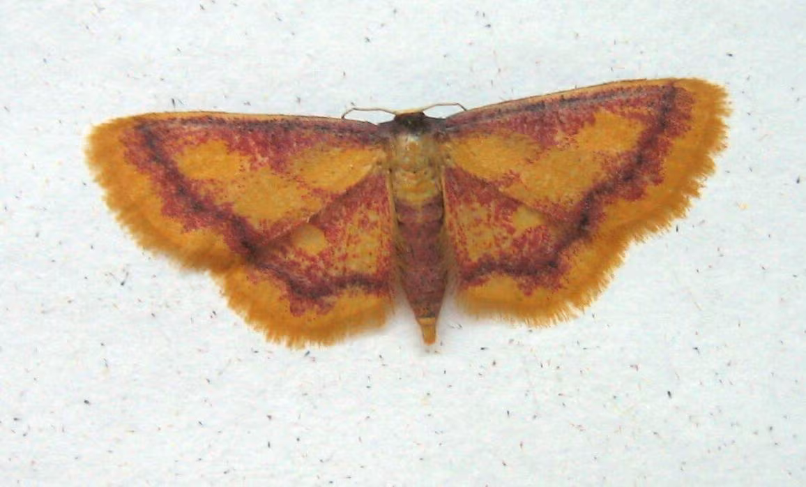 Idaea muricata