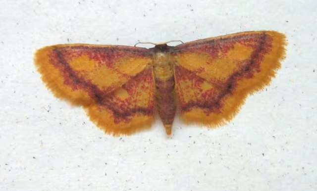 Idaea muricata