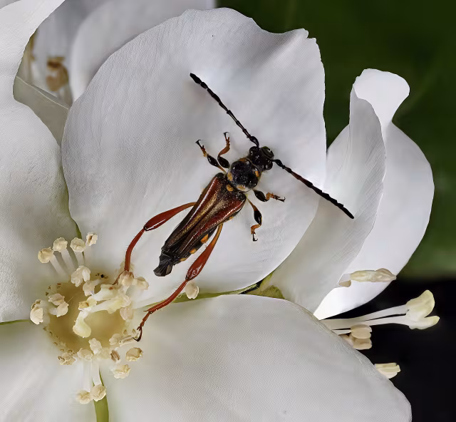Stenopterus rufus