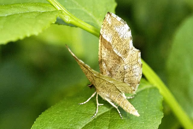 Cepphis advenaria