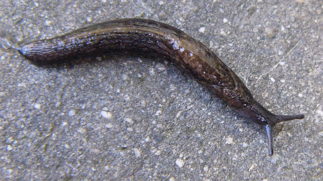 Budapest Slug