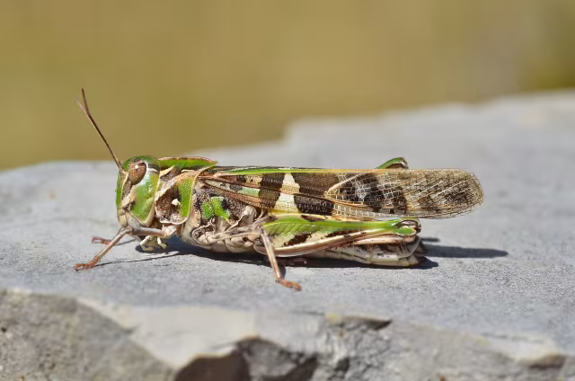 Oedaleus decorus