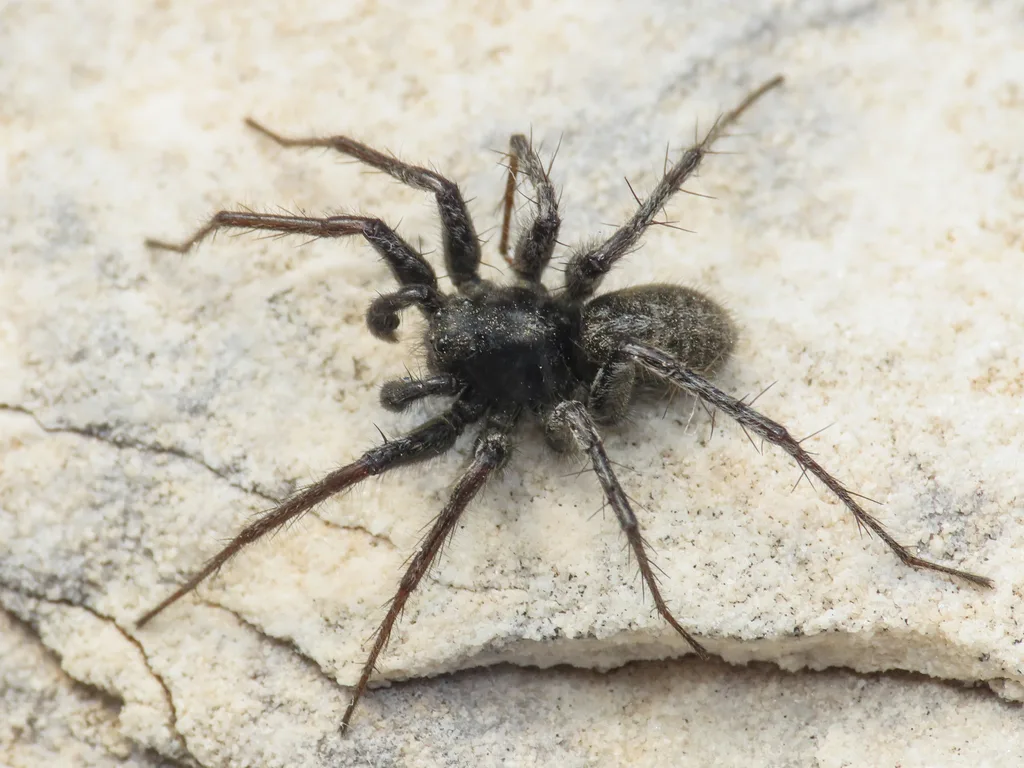 Pardosa cavannae