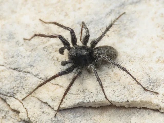 Pardosa cavannae