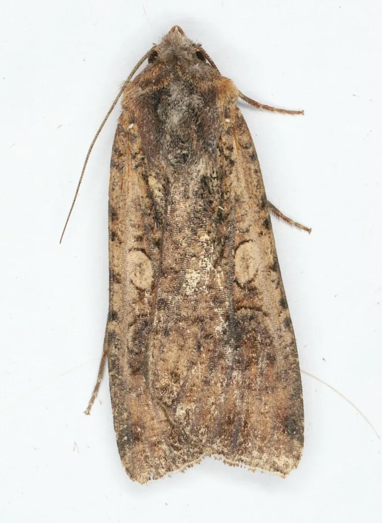 Peridroma saucia