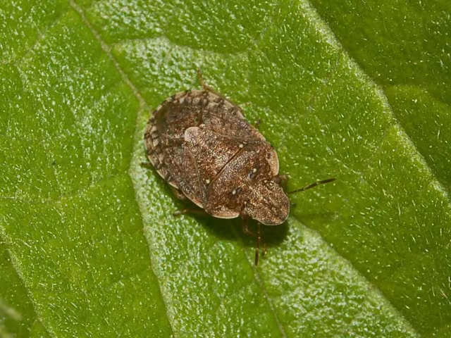 Sciocoris sideritidis