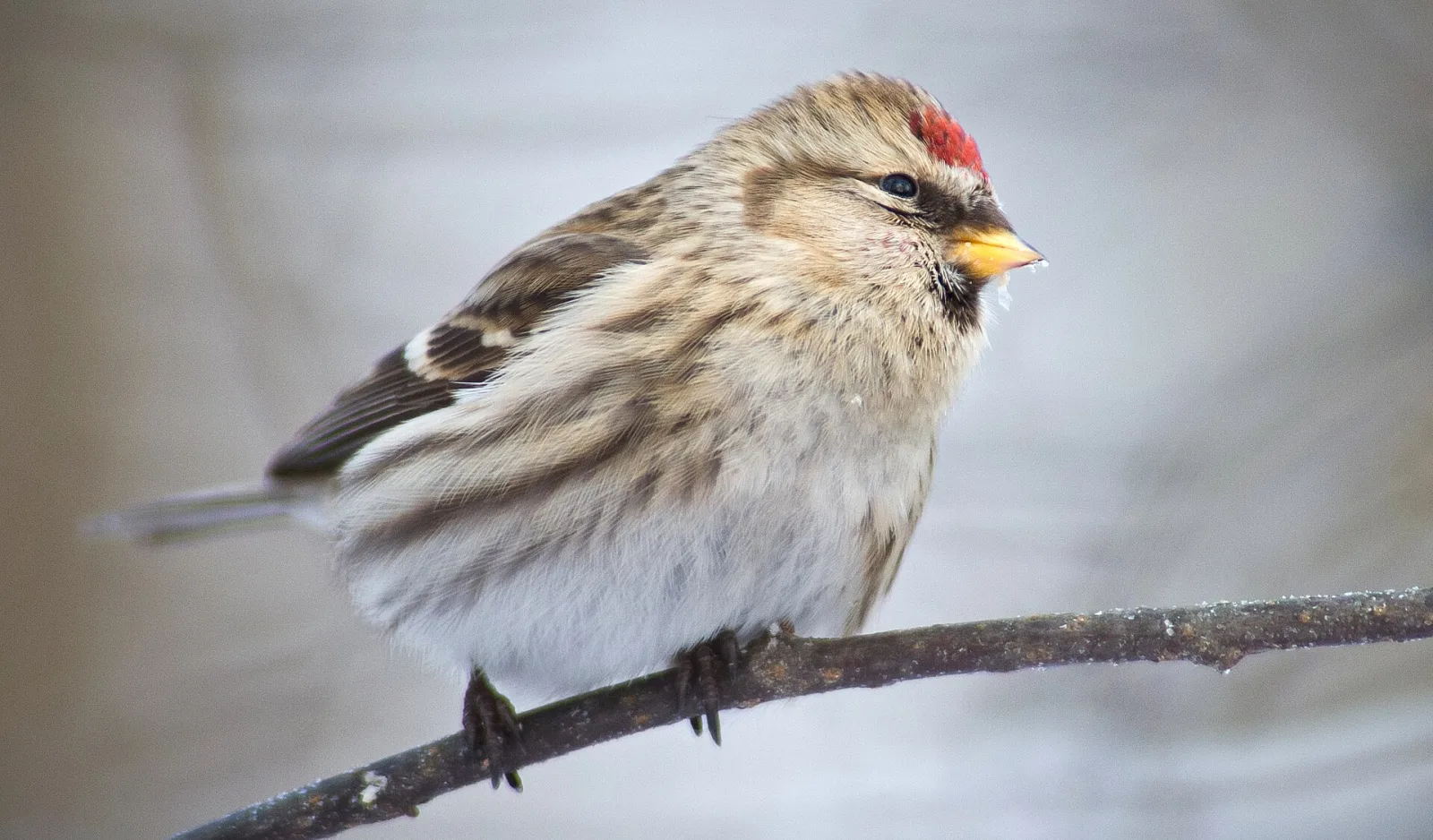 Redpoll