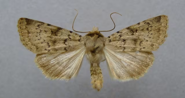 Epipsilia grisescens