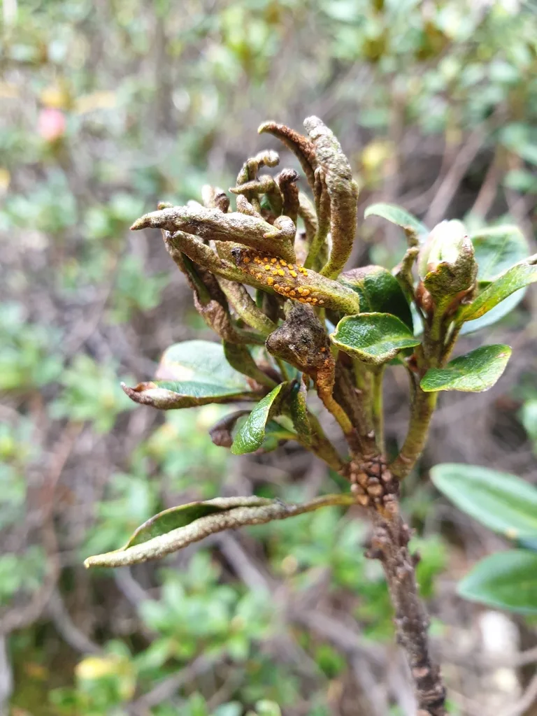 Aceria alpestris