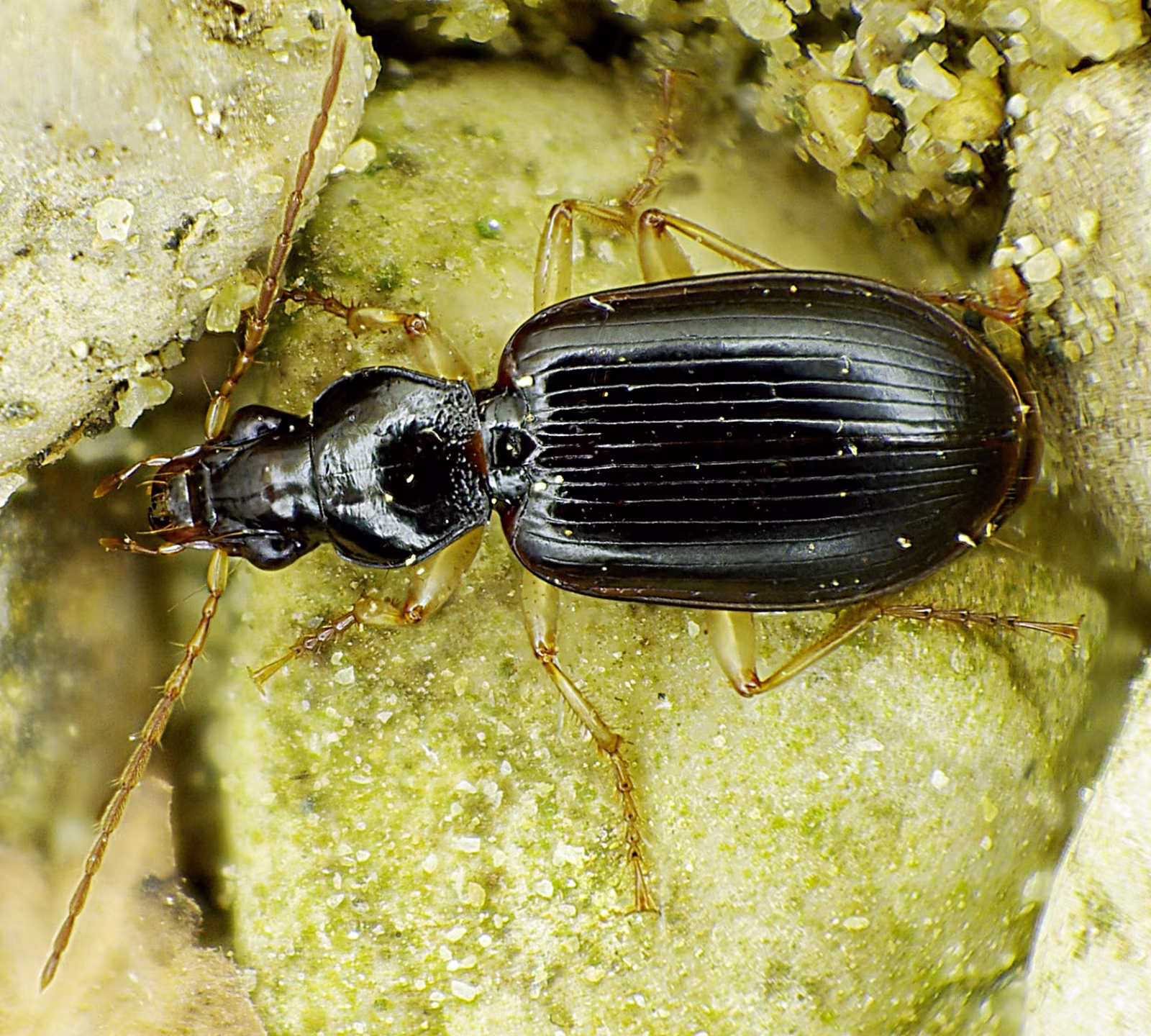 Paranchus albipes