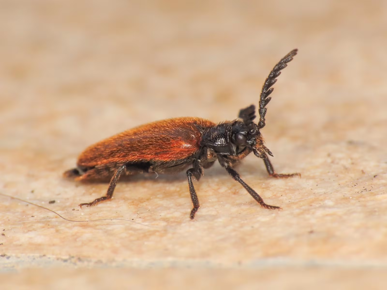 Drilus flavescens