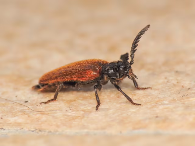 Drilus flavescens