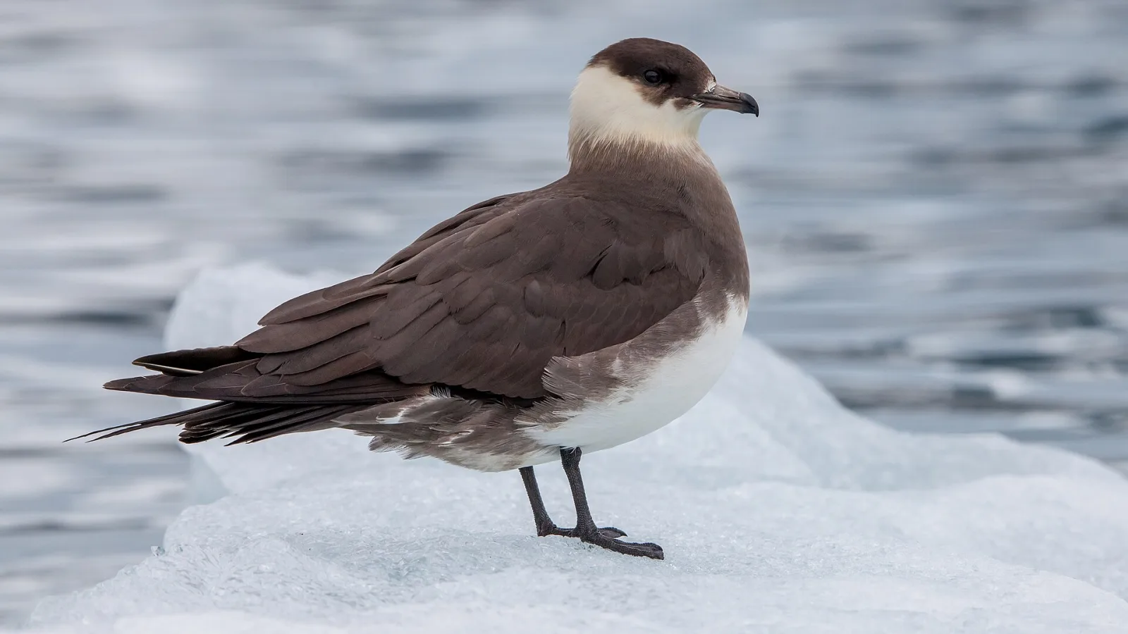 Parasitic Jaeger