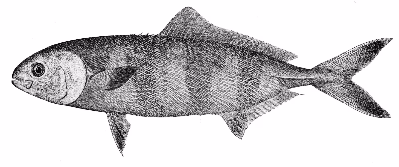 Pilotfish