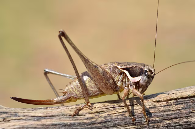 Pholidoptera femorata
