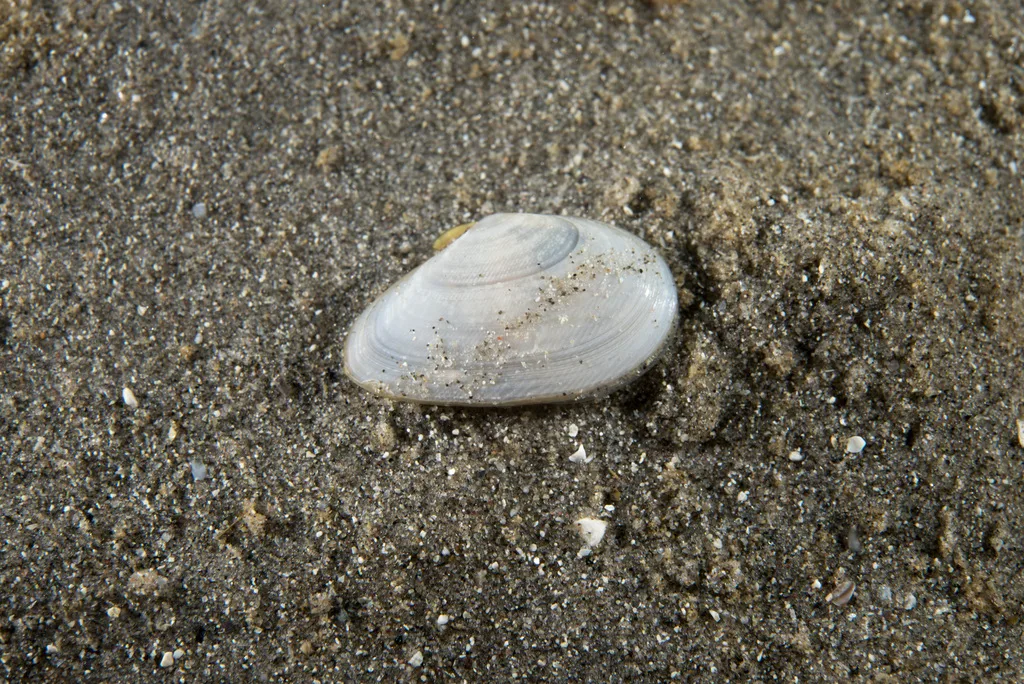 Fabulina fabula