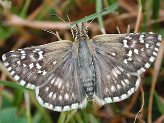 Pyrgus carthami