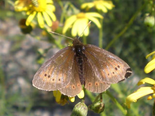 Erebia epiphron