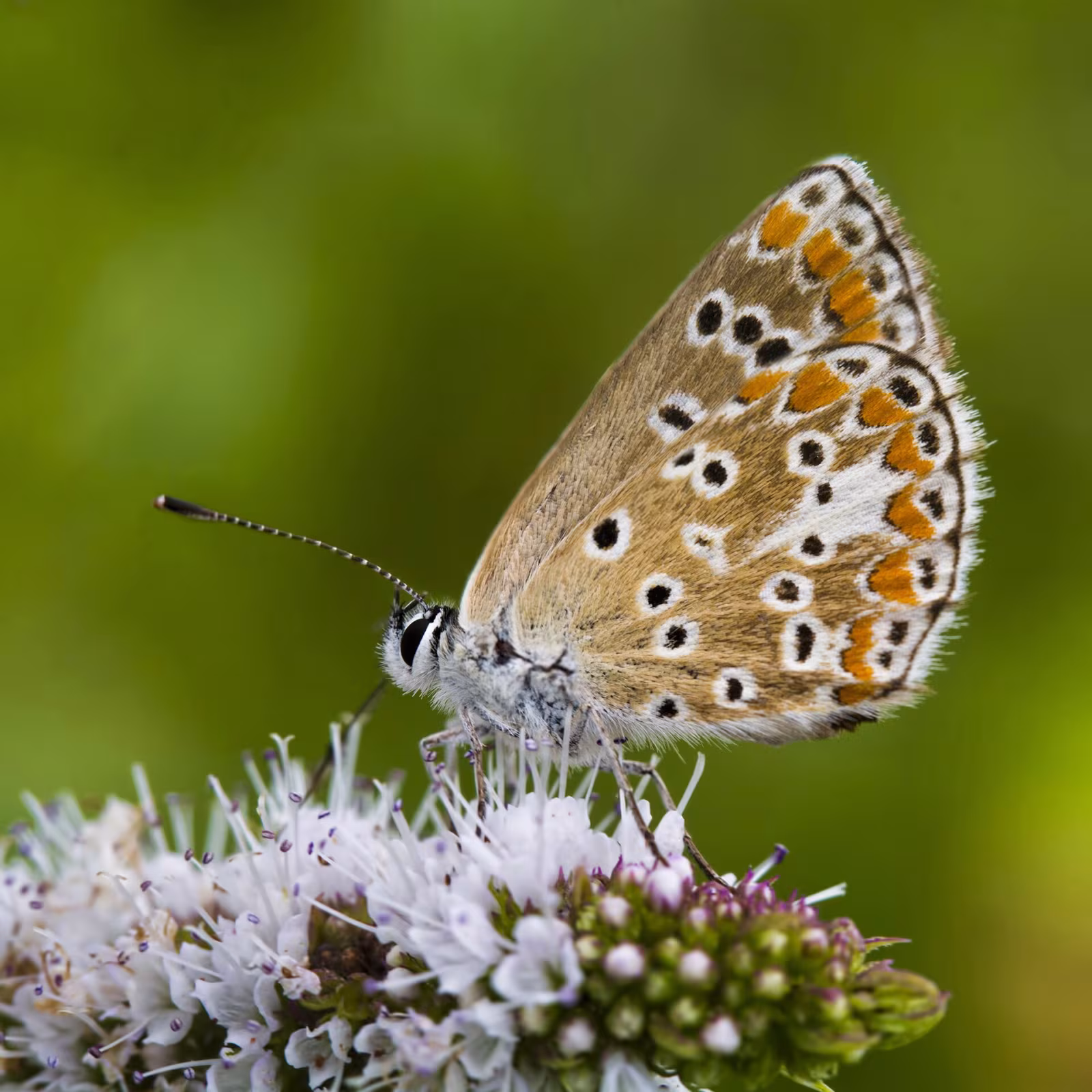 Brown Argus