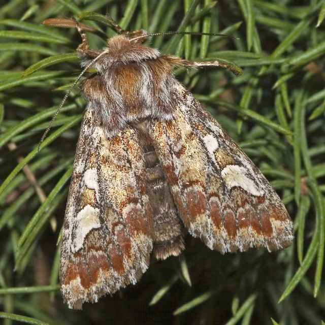 Panolis flammea