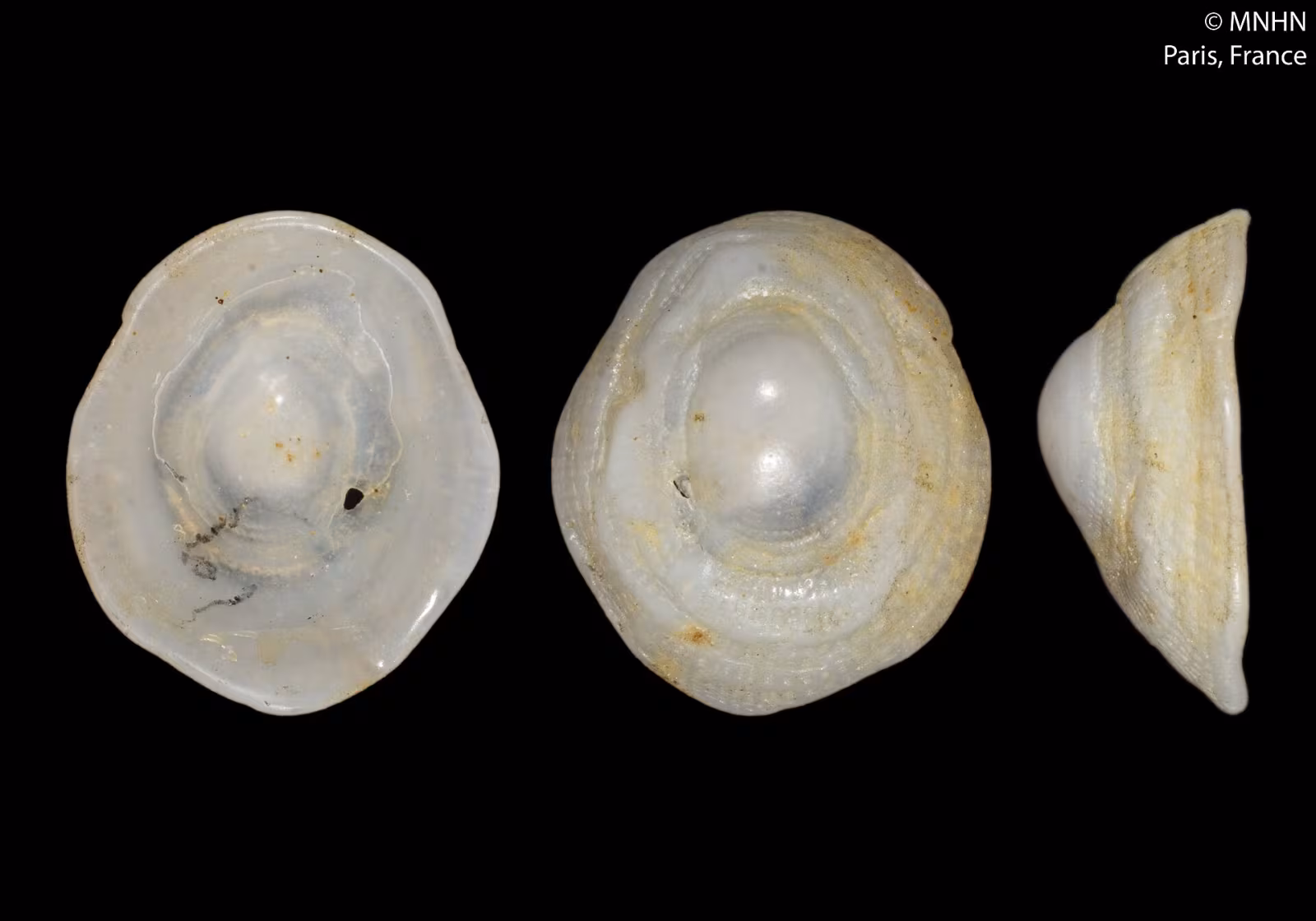 Trimusculus mammillaris