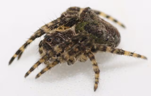 Humped orbweb spider