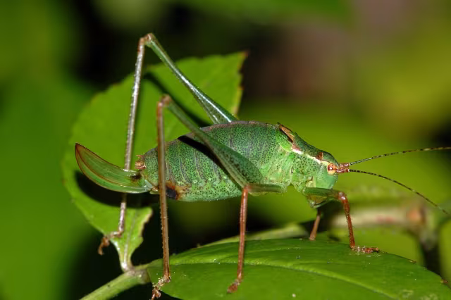 Leptophyes punctatissima