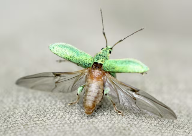 Phyllobius arborator