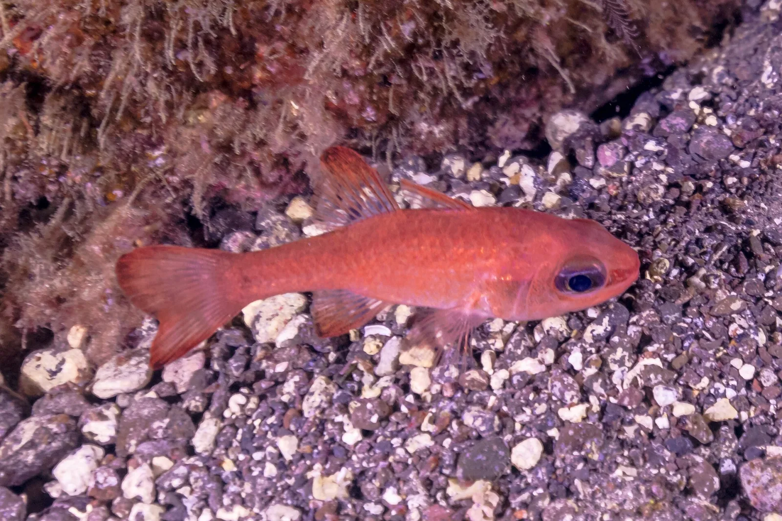 Mediterranean Cardinalfish