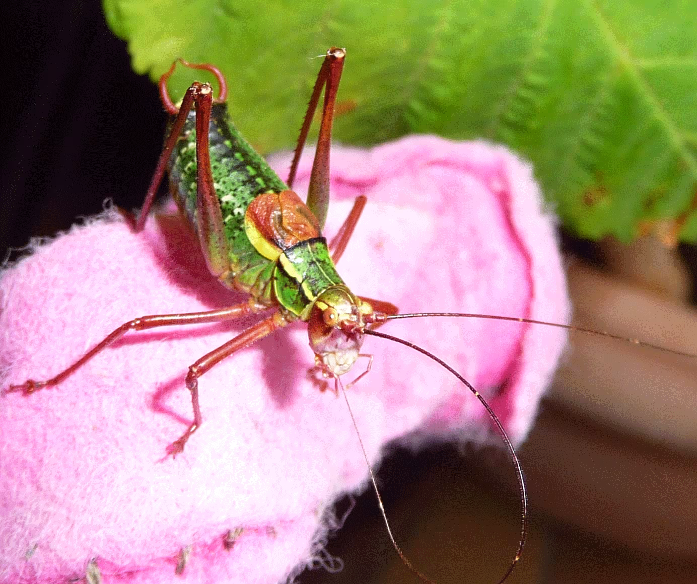 Common Saw Bush-cricket