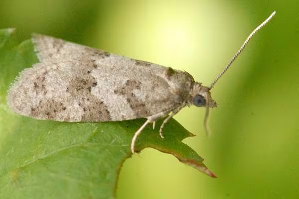 Cnephasia stephensiana