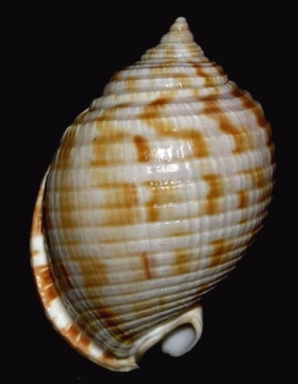 Semicassis undulata