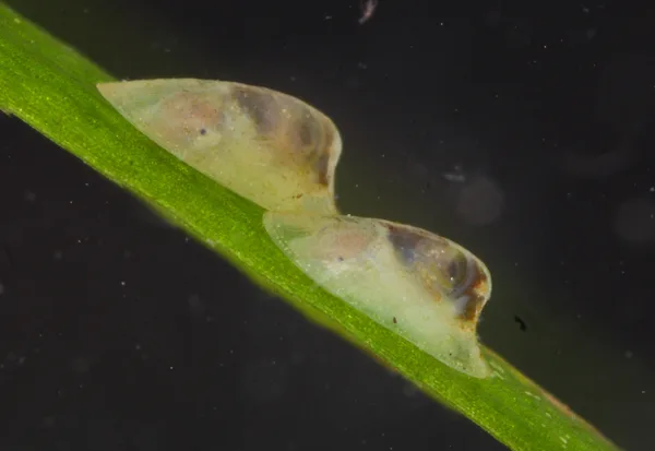 American lake limpet