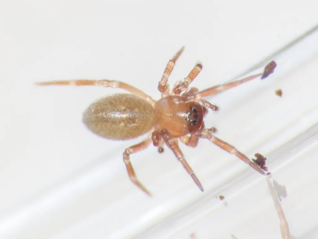 Tapinocyba lucana