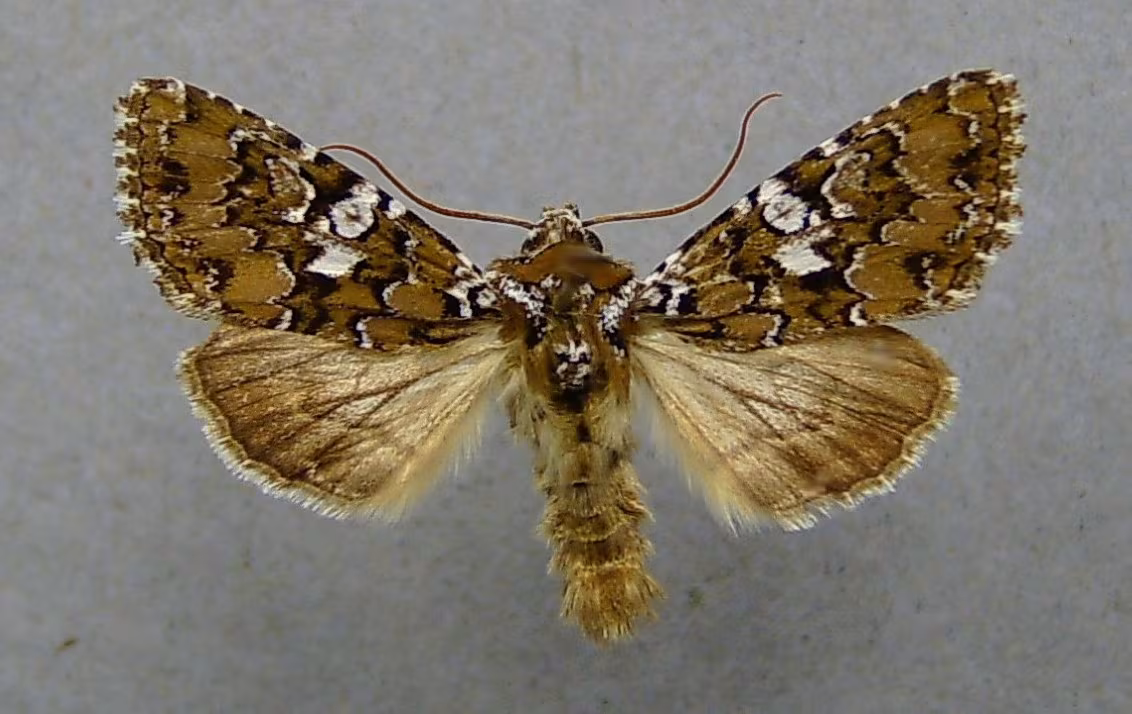 Hadena albimacula