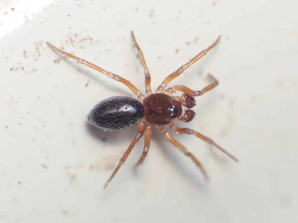 Moebelia penicillata
