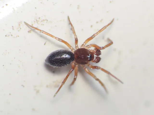 Moebelia penicillata