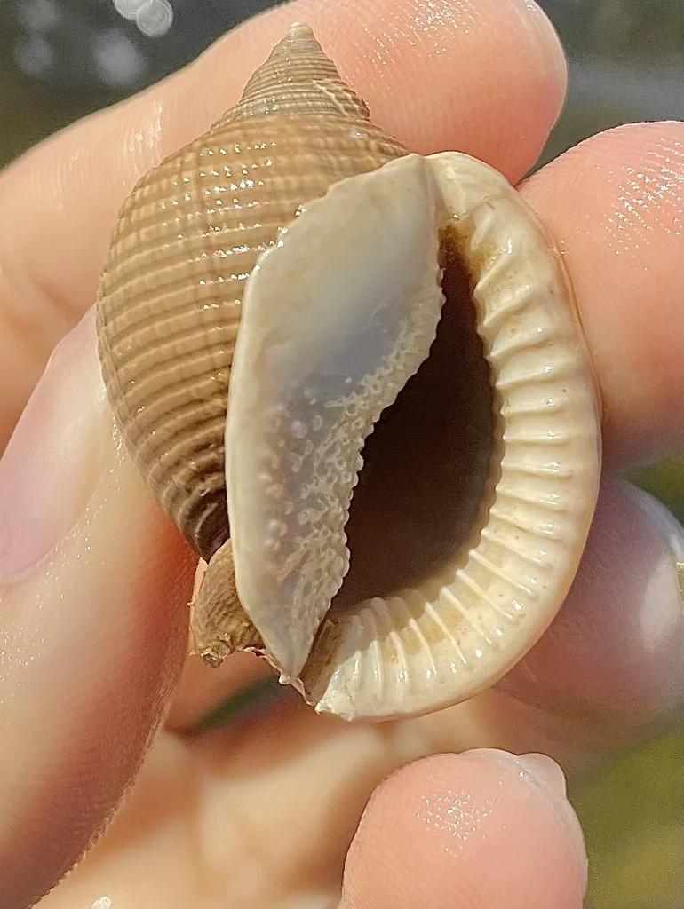 Semicassis granulata