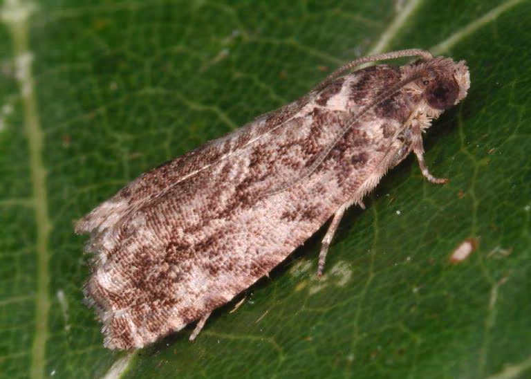 Cydia fagiglandana