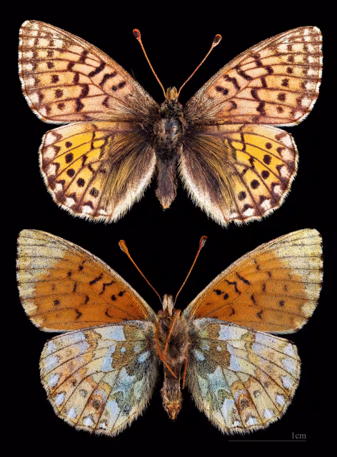 Boloria napaea