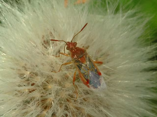 Liorhyssus hyalinus