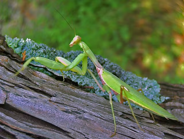 Mantide gigante transcaucasica
