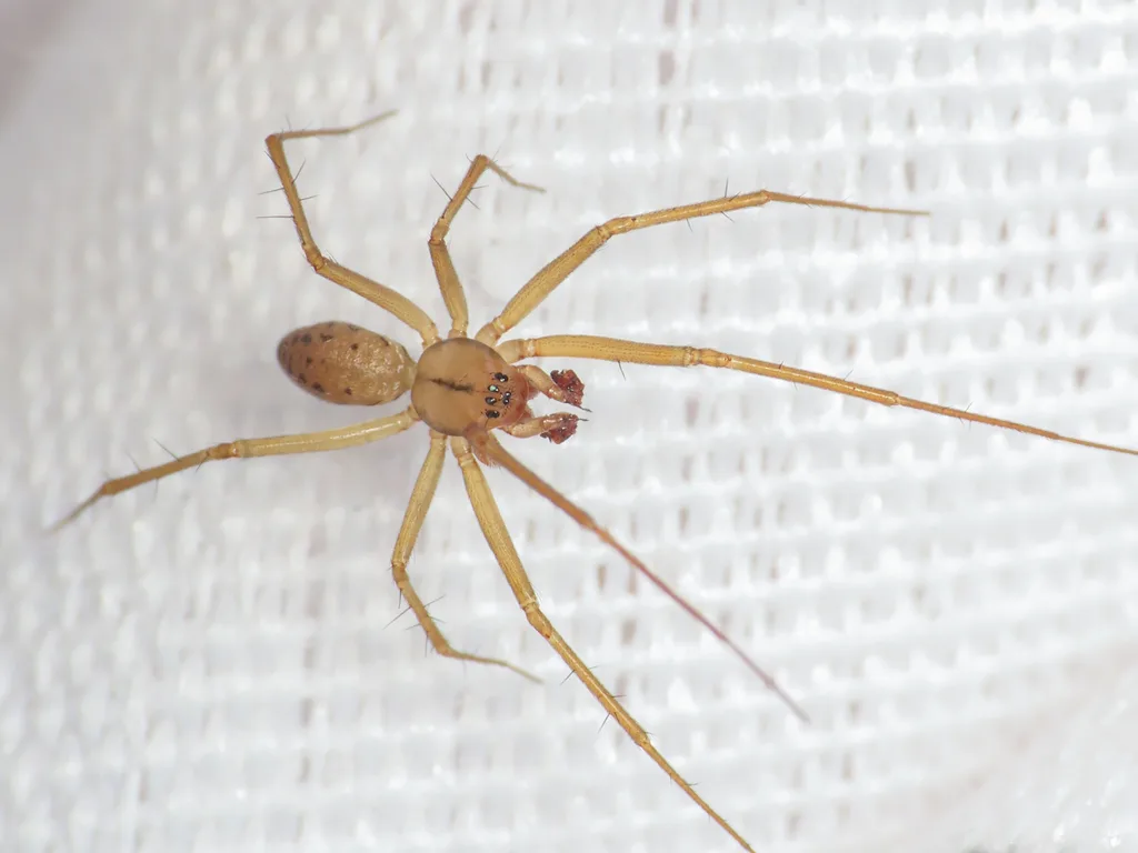 Bolyphantes kolosvaryi