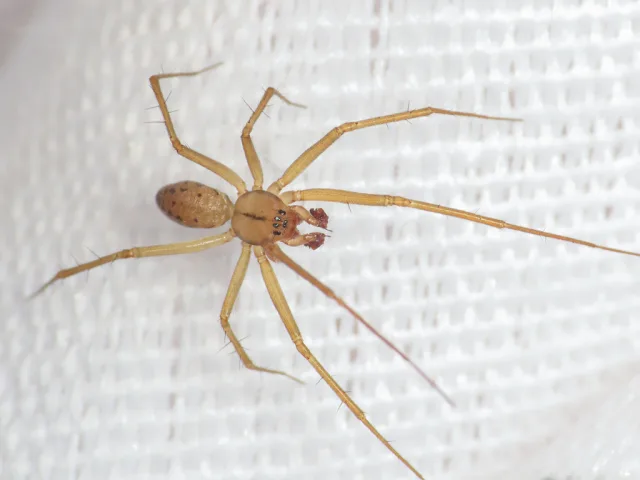 Bolyphantes kolosvaryi