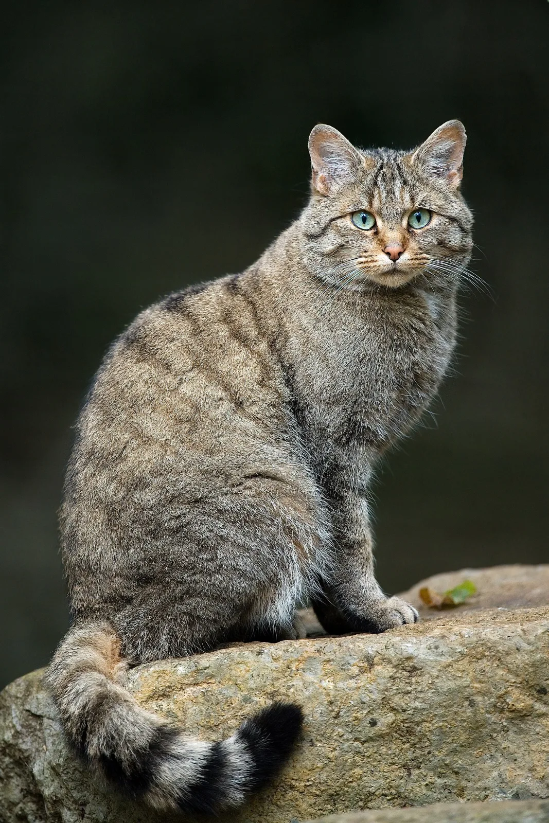 Gatto selvatico europeo